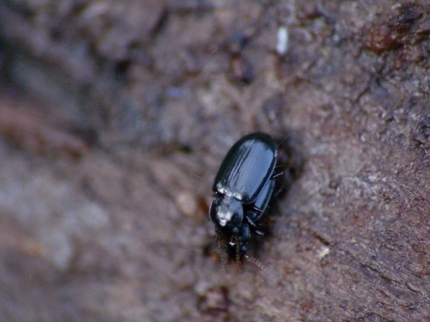 Carabide piccolissimo: Tachyta nana